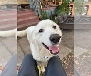 Great Pyrenees Dogs for adoption in Minneapolis, MN, USA