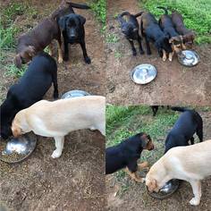 Labrottie Dogs for adoption in Williston, VT, USA