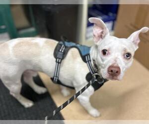 Chihuahua-Unknown Mix Dogs for adoption in Placerville, CA, USA