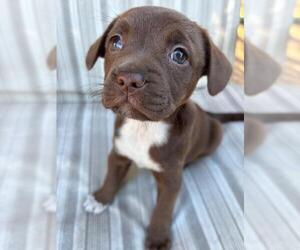 French Bulldog-Unknown Mix Dogs for adoption in Plantation, FL, USA