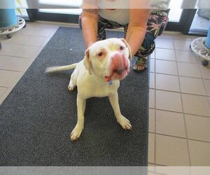 American Bulldog-Unknown Mix Dogs for adoption in Ocala, FL, USA