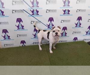 American Pit Bull Terrier-Unknown Mix Dogs for adoption in Orlando, FL, USA