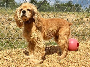 Cocker Spaniel Dogs for adoption in Southampton, NY, USA