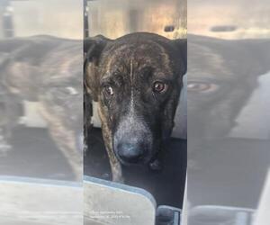 American Staffordshire Terrier-Unknown Mix Dogs for adoption in San Antonio, TX, USA