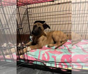 Dutch Shepherd -Unknown Mix Dogs for adoption in Imlay City, MI, USA