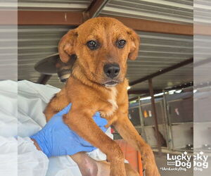 Retriever -Unknown Mix Dogs for adoption in Washington, DC, USA