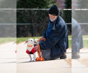 Mutt Dogs for adoption in Derwood, MD, USA