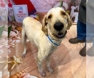 Goldendoodle Dogs for adoption in Long Beach, CA, USA