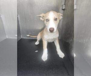 Huskies -Unknown Mix Dogs for adoption in San Antonio, TX, USA