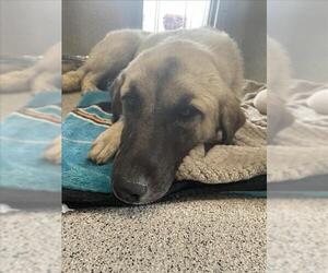 Anatolian Shepherd-Unknown Mix Dogs for adoption in Tracy, CA, USA