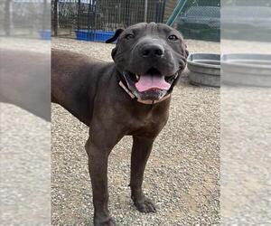 Chinese Shar-Pei-Unknown Mix Dogs for adoption in Santa Maria, CA, USA