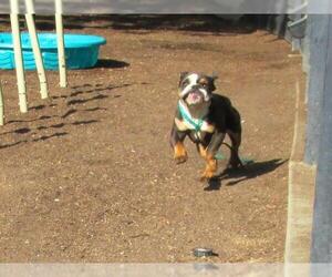 Bulldog Dogs for adoption in Orange, CA, USA