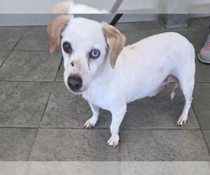 Mutt Dogs for adoption in San Antonio, TX, USA