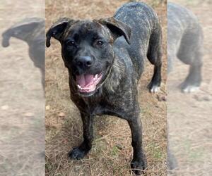 Mastiff Dogs for adoption in Little Rock, AR, USA