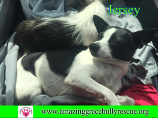 Rat Terrier Dogs for adoption in Pensacola, FL, USA