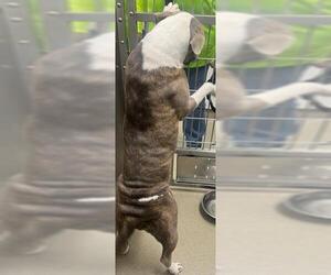 American Staffordshire Terrier Dogs for adoption in Fort Lauderdale, FL, USA