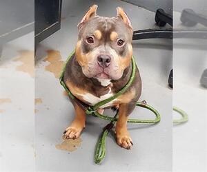 American Pit Bull Terrier Dogs for adoption in Peoria, IL, USA