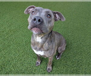 American Staffordshire Terrier-Unknown Mix Dogs for adoption in Raleigh, NC, USA