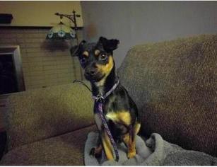Miniature Pinscher Dogs for adoption in Mission, KS, USA