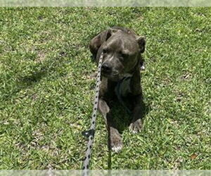 American Pit Bull Terrier-Unknown Mix Dogs for adoption in Ocala, FL, USA