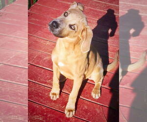 Labrador Retriever-Unknown Mix Dogs for adoption in Alexander, AR, USA