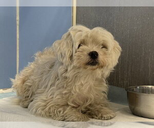 Maltese Dogs for adoption in San Bernardino, CA, USA