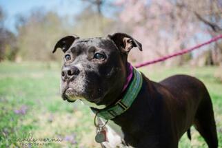 Mutt Dogs for adoption in Saint Louis, MO, USA