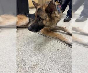 German Shepherd Dog Dogs for adoption in Riverside, CA, USA