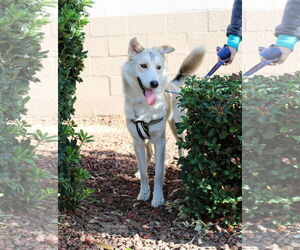 Siberian Husky-Unknown Mix Dogs for adoption in Yuba City, CA, USA