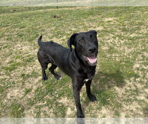 Labrador Retriever-Unknown Mix Dogs for adoption in Evansville, IN, USA