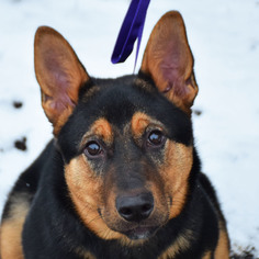 German Shepherd Dog Dogs for adoption in Huntley, IL, USA