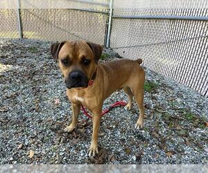 Boxer-Unknown Mix Dogs for adoption in Palmetto, FL, USA