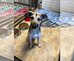 Border Collie-Unknown Mix Dogs for adoption in Alturas, CA, USA