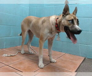 German Shepherd Dog-Siberian Husky Mix Dogs for adoption in Downey, CA, USA