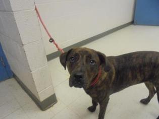 Rottweiler-American Pit Bull Terrier Dogs for adoption in Gulfport, MS, USA