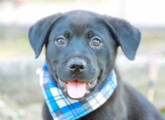 Medium Photo #1 Labrador Retriever-Unknown Mix Puppy For Sale in San Ramon, CA, USA