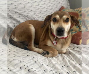 Beagle Dogs for adoption in Boston, MA, USA