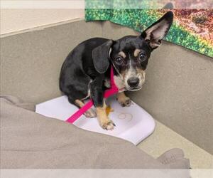 Dachshund-Unknown Mix Dogs for adoption in Moreno Valley, CA, USA