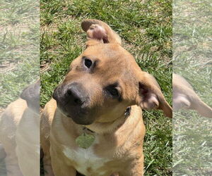 Bullypit Dogs for adoption in Oakhurst, NJ, USA
