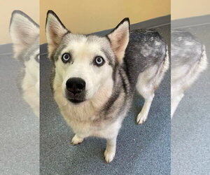 Siberian Husky Dogs for adoption in Low Moor, VA, USA