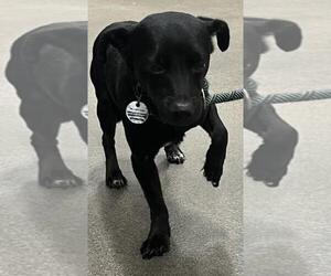 Chihuahua-Unknown Mix Dogs for adoption in Forestville, MD, USA