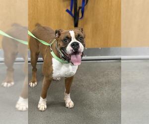 Boxer Dogs for adoption in Forestville, MD, USA