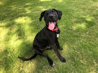 Great Dane-Labrador Retriever Mix Dogs for adoption in Coppell, TX, USA