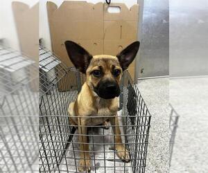 Black Mouth Cur-Unknown Mix Dogs for adoption in Pasadena, TX, USA