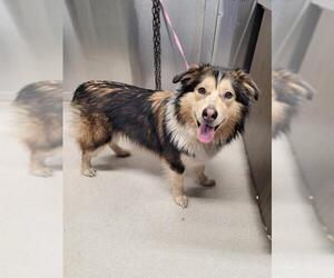 Alaskan Malamute-Unknown Mix Dogs for adoption in Fairbanks, AK, USA