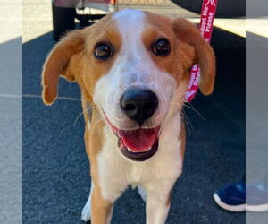 Beagle-Unknown Mix Dogs for adoption in Canton, CT, USA