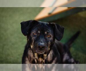 German Shepherd Dog-Unknown Mix Dogs for adoption in Orlando, FL, USA