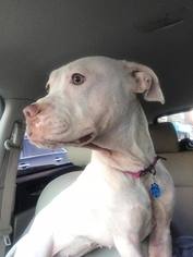 American Pit Bull Terrier-Unknown Mix Dogs for adoption in Uwchland, PA, USA
