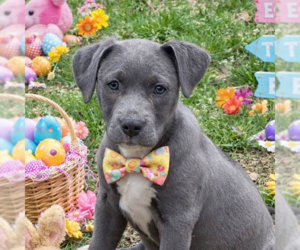 Bulldog-Unknown Mix Dogs for adoption in Yardley, PA, USA