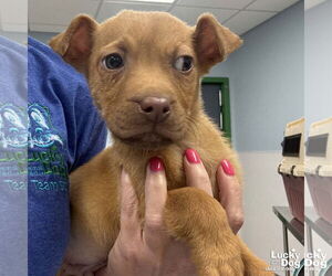 Labrador Retriever-Retriever Mix Dogs for adoption in Washington, DC, USA